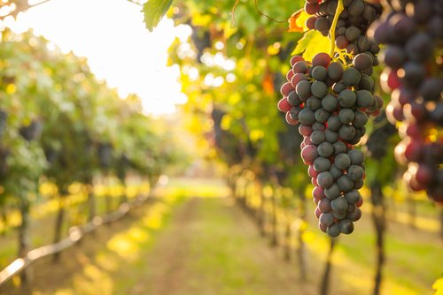 I vigneti, i prati e il bosco di Cormòns 